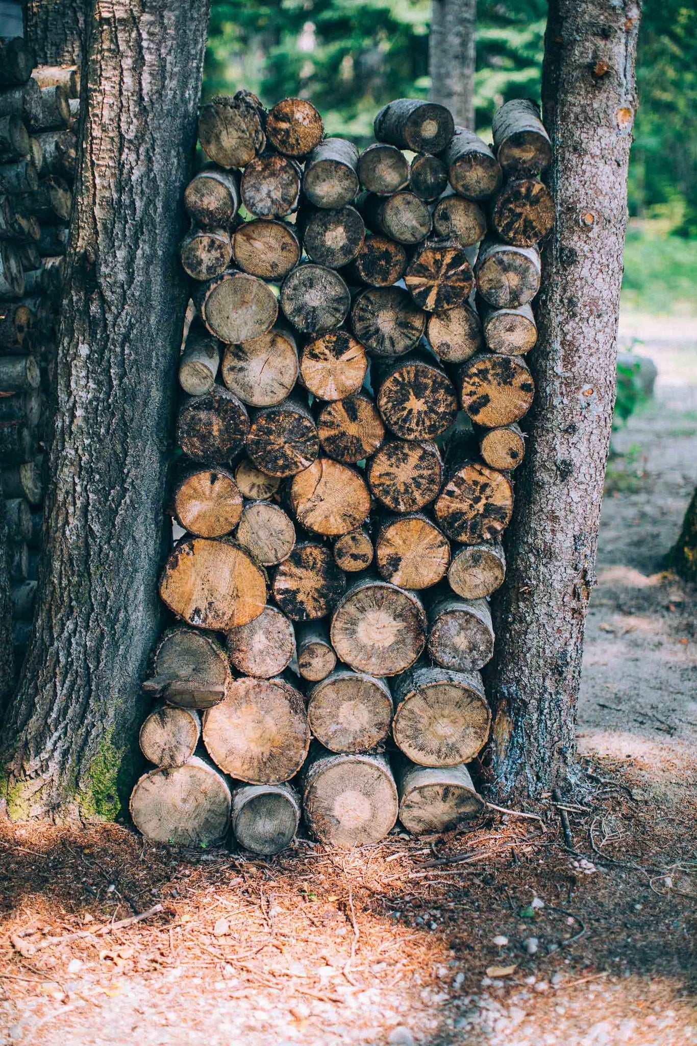 Forest Barrel